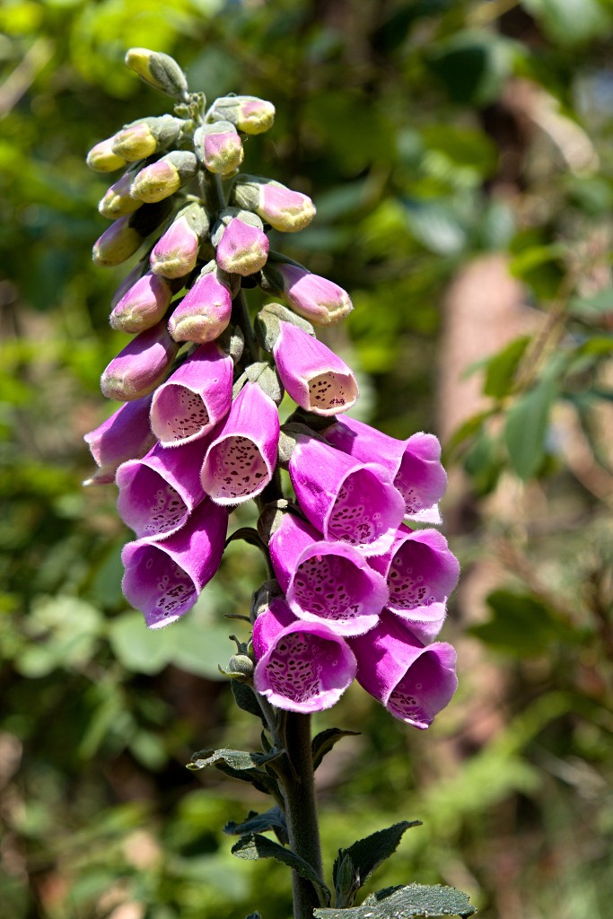 kalmhoutese heide hei hdr natuurgebied natuur landschap natuurpark natuurreservaat wandelen heidegebied bossen vennen